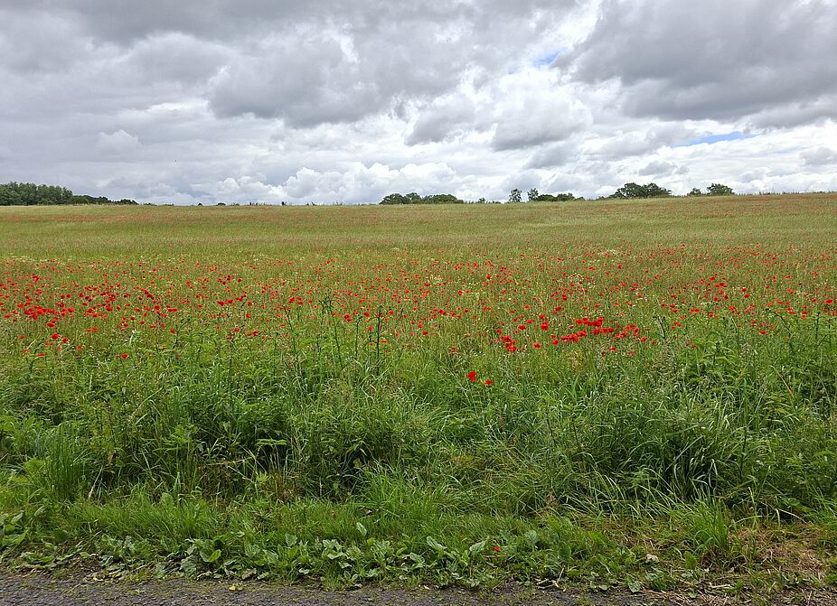 Wiese mit Klatschmohn am Wersetimpen Wiese mit Klatschmohn am Wersetimpen